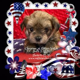 Cheyenne Shitzu-Yorkie - Black and white male Boston Terrier puppy in Silverhill, Alabama from Malteseuluv’s Tiny Treasurers
