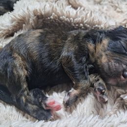 Grace - Chocolate merle female Bernedoodle puppy in Lafayette, Alabama from Williams Lake Doodles