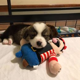 Cardigan Welsh Corgi Puppies from Stornoway Cardigan Welsh Corgis