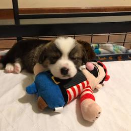 Cardigan Welsh Corgi Puppies from Stornoway Cardigan Welsh Corgis