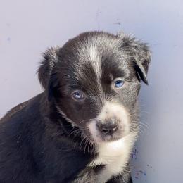 Australian Shepherd Puppies from Kent island Aussies