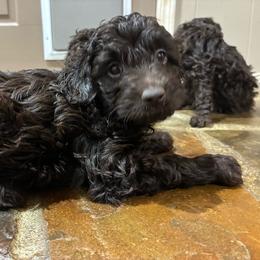 Winter F1B - Red female Aussiedoodle puppy in Oklahoma City, Oklahoma from Foneb Farm - The F1B Farm