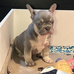 Henry - Tricolors male French Bulldog puppy in Bolingbrook, Illinois from Flores Frenchies