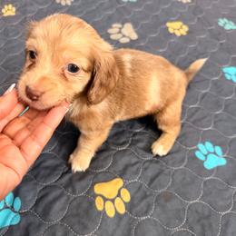 Fitzgerald - Dapple male Dachshund puppy in Magnolia, Texas from Carrie’s Countryside Dachshunds