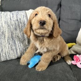 Purple - Dark golden Double Doodle puppy in San Juan, Texas from Cash & June’s Double Doodles