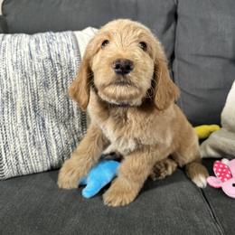 Purple - Dark golden Double Doodle puppy in San Juan, Texas from Cash & June’s Double Doodles