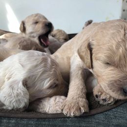Goldendoodle Puppies from Heart of Goldendoodles