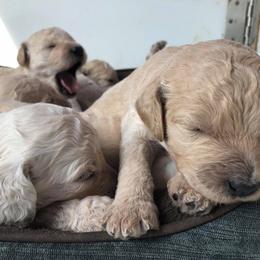 Goldendoodle Puppies from Heart of Goldendoodles