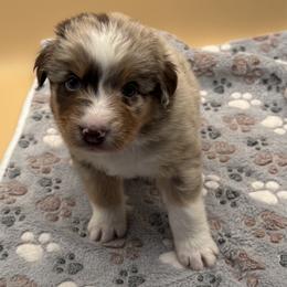 Boy 1 - male Australian Shepherd puppy in California, Kentucky from R and B Aussies