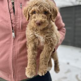 Plaid Tartan - Apricot male Goldendoodle puppy in Garland, Texas from Twilight Doodles