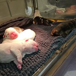 Glinda - White female Bulldog puppy in Grand Island, New York from Buckletucky Farm