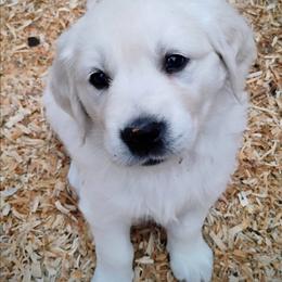 Lt blue collar girl - Light golden female Golden Retriever puppy in Rochester, Washington from Grand Mound Goldens