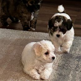 Havanese, Havapoo, and Poodle Puppies from Parlor Pups