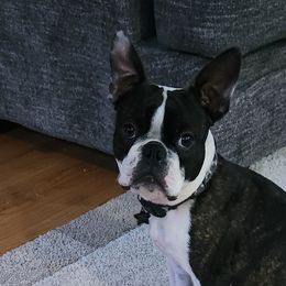 Lance - Boston Terrier