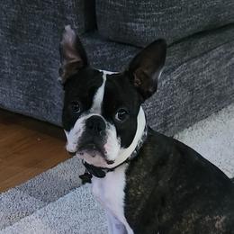 Lance - Boston Terrier