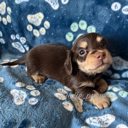 Chase - Chocolate and cream Dachshund puppy in Perris, California from Doxie_pupps