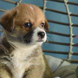 Girl 3 - Red Pembroke Welsh Corgi puppy in Gig Harbor, Washington from Pacific Northwest Pembroke Welsh Corgis