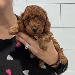 Fonzy - Red  male Poodle puppy in Houston, Texas from YZC Frenchies at 4C Ranch