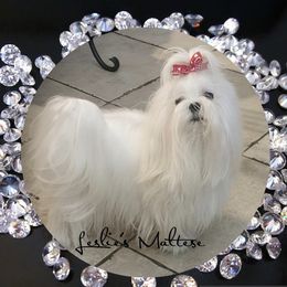 LUCA - Maltese