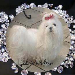 LUCA - Maltese