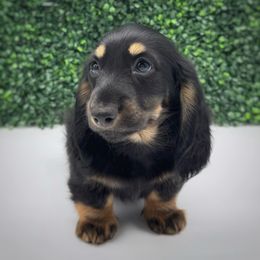 Ranger - Black and tan male Dachshund puppy in Wylie, Texas from Lawson's Kennel