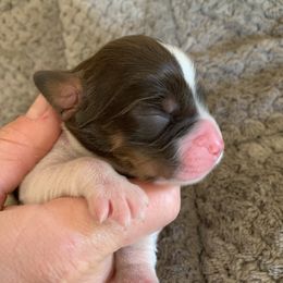 English Springer Spaniel Puppies from Sara's English Springer Spaniels