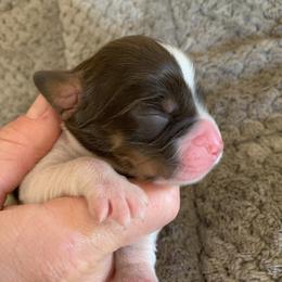 English Springer Spaniel Puppies from Sara's English Springer Spaniels