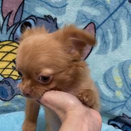 Peanut - Red male Chihuahua puppy in Hillsboro, Texas from Pikanoo Pups