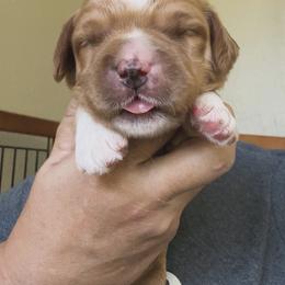 Bogey - Apricot male Australian Labradoodle puppy in Chuluota, Florida from Delano Australian Labradoodles