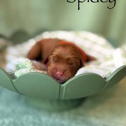 Spidey - Red and white male Cockapoo puppy in Alexandria, Alabama from Bright and Beautiful Cockapoos and Doodles