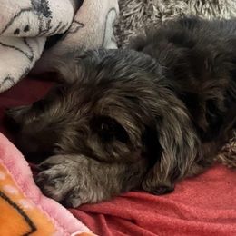 Blossom - Yellow Collar - was brown collar - Blue merle female Aussiedoodle puppy in Mc Minnville, Tennessee from WilderAcre