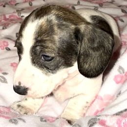 Candy - Piebald female Dachshund puppy in Fredonia, Arizona from Desert Horizon Dachshunds