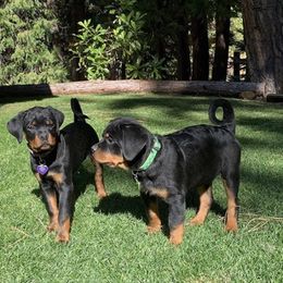 Rottweiler Puppies from Midnight Rottweilers