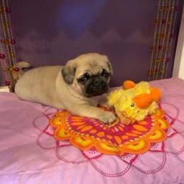 Pug Puppies from Briggs Family Pugs