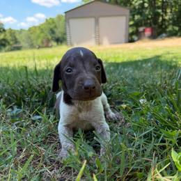 Kahlúa - Liver roan male German Shorthaired Pointer puppy in Axton, Virginia from Red Clay Kennels