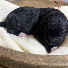 Ruby - Black female Bernedoodle puppy in Bellevue, Iowa from Blended Acres & Kennels
