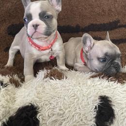 French Bulldog Puppies from Orderofthebulldogs, LLC