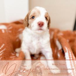 Diego - Parti male Goldendoodle puppy in California City, California from Summer Sun Doodles