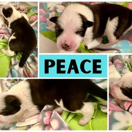 Border Collie Puppies from Pam's Dog Academy & Border Collies