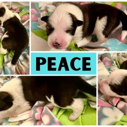 Border Collie Puppies from Pam's Dog Academy & Border Collies