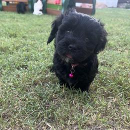 Mystic BLACK Female Available - Black and white female Havanese puppy in Monahans, Texas from Homeward Havanese, LLC