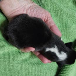 Little one - Black and white female Shetland Sheepdog puppy in Scottsville, Kentucky from Seascape Shetland Sheepdogs