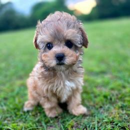 Beau - male Cavapoochon puppy in Bullard, Texas from Cavapoochon Central LLC