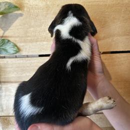 Female 2 - Black brown and white female Basset Hound puppy in Lindley, New York from Hill Top Basset Hounds & Cane Corso