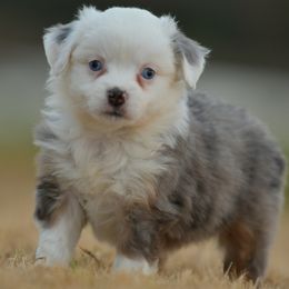 Chickadee - Blue merle female Toy Australian Shepherd puppy in Hartman, Arkansas from Southern Edition Aussies