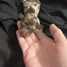 Dachshund Puppies from S&C Doxies