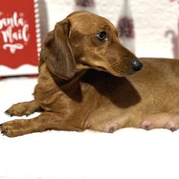 Lola - Dachshund