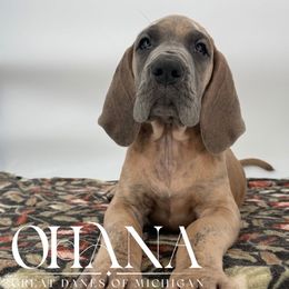 Ingrid - Brindle female Great Dane puppy in Michigan from Ohana Great Danes of Michigan