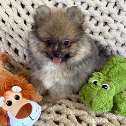Charlie - Cream sable male Pomeranian puppy in Saginaw, Michigan from O'My Heart Pomeranians