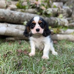 River - Tri-color male Cavalier King Charles Spaniel puppy in Comer, Georgia from Stratton Spaniels